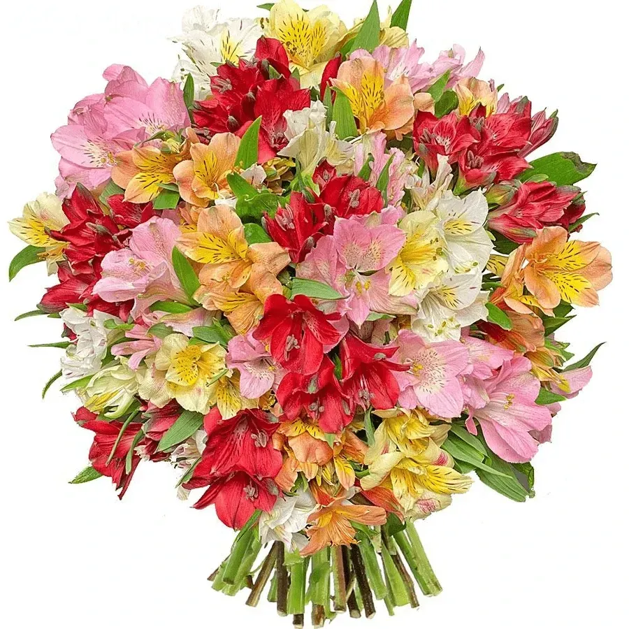 Альстромерии фейерверк